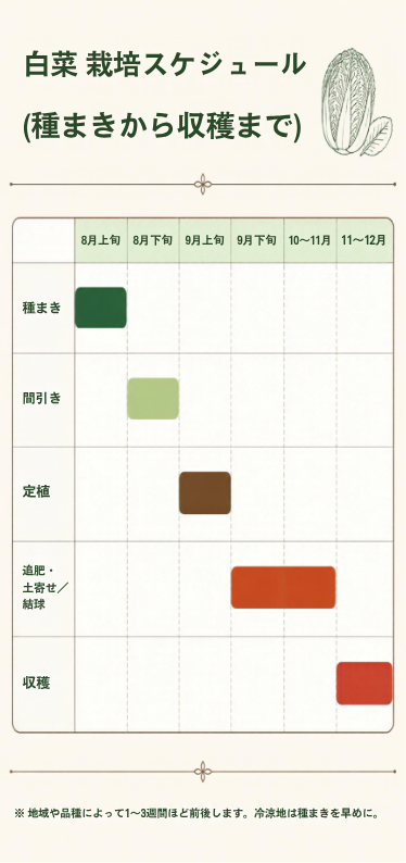 白菜栽培スケジュール図