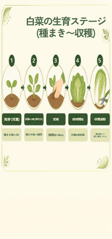 白菜の生育ステージ図