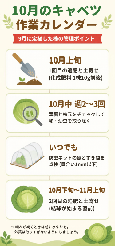 10月のキャベツ作業カレンダー(追肥・害虫チェック・防虫ネット点検)